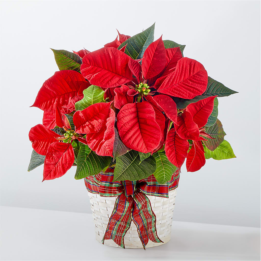 Happiest Holidays Poinsettia – Akd Florist, Santa Maria CA