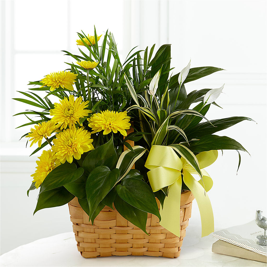 Loving Light Dishgarden – Akd Florist, Santa Maria CA