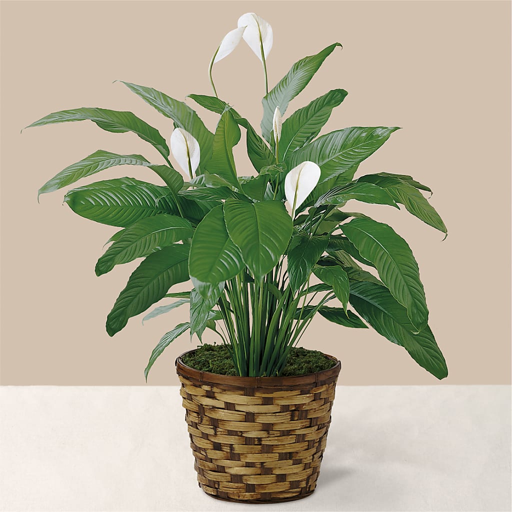 Tranquil Moments Peace Lily Plant – Akd Florist, Santa Maria CA