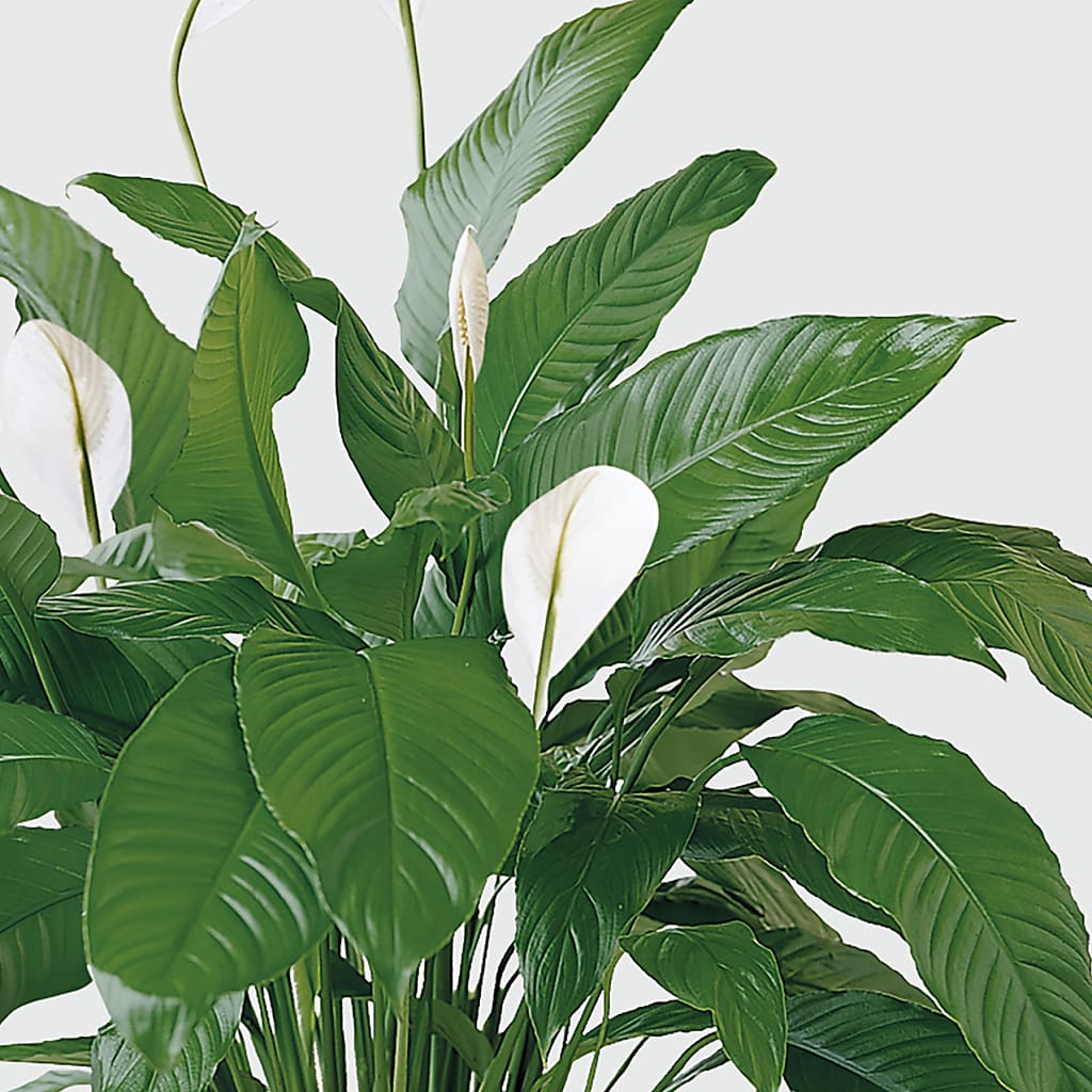 Tranquil Moments Peace Lily Plant – Akd Florist, Santa Maria CA