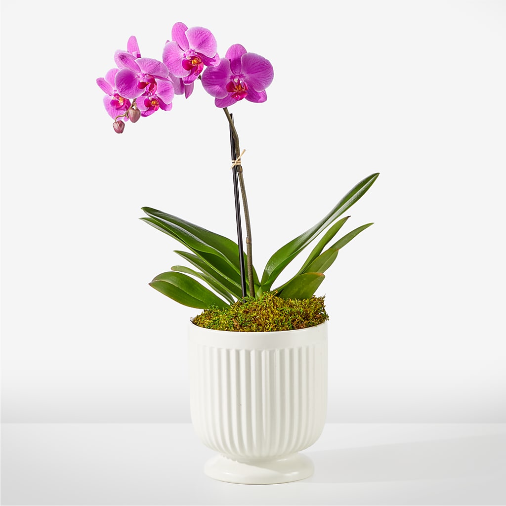 Friendly Fuchsia Orchid – Akd Florist, Santa Maria CA