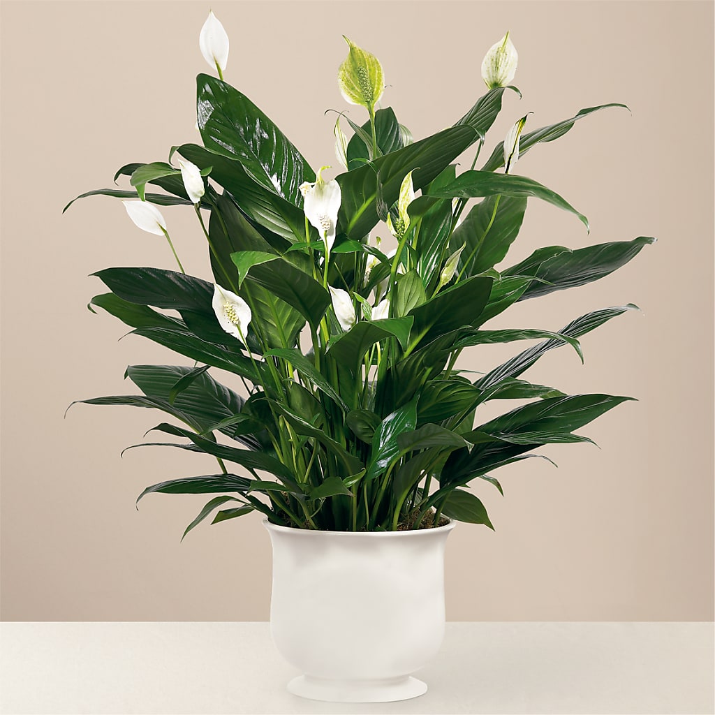 Comfort Planter – Akd Florist, Santa Maria CA