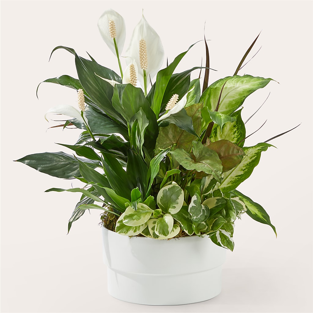 Radiating Positivity Dishgarden – Akd Florist, Santa Maria CA