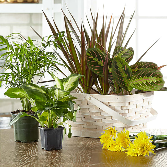 Florist Designed Blooming and Green Plants in a Basket –  Akd Florist, Santa Maria CA