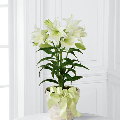 Easter Lily Plant –  Akd Florist, Santa Maria CA
