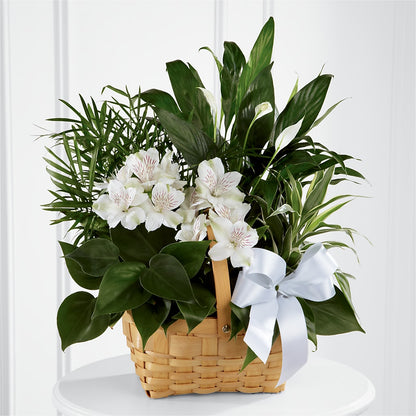Peace & Serenity Dishgarden –  Akd Florist, Santa Maria CA
