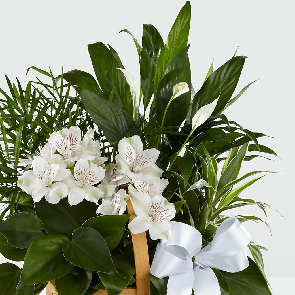 Peace & Serenity Dishgarden –  Akd Florist, Santa Maria CA