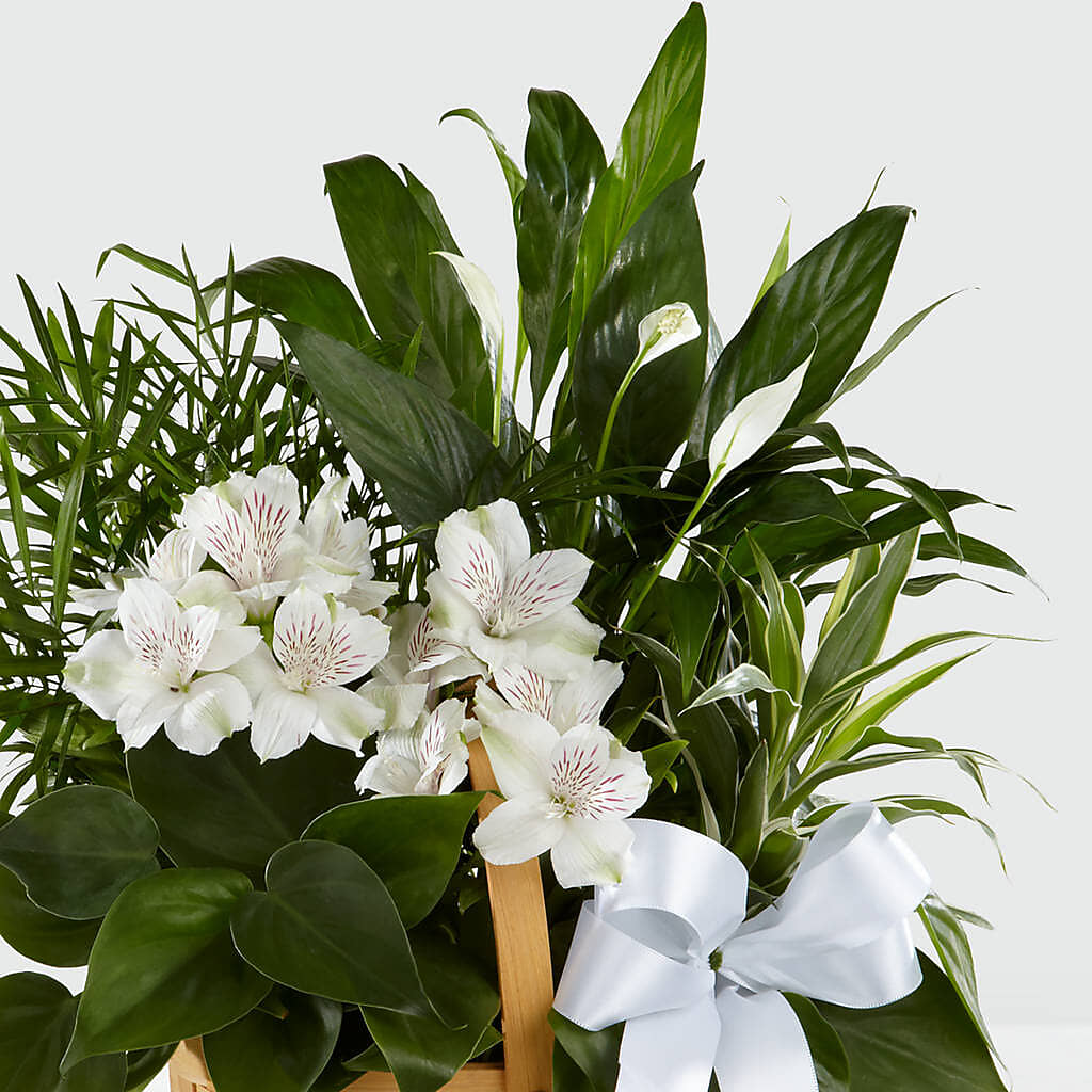 Peace & Serenity Dishgarden –  Akd Florist, Santa Maria CA