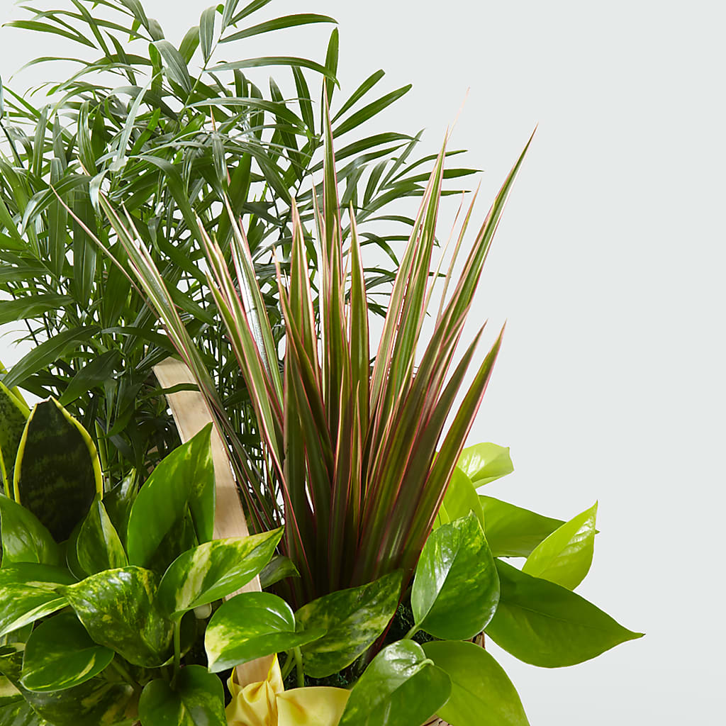 French Garden –  Akd Florist, Santa Maria CA
