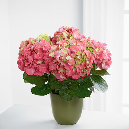 Pink Hydrangea Planter –  Akd Florist, Santa Maria CA