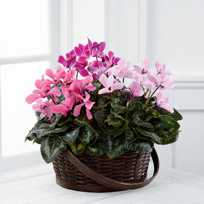 Mixed Cyclamen Planter –  Akd Florist, Santa Maria CA