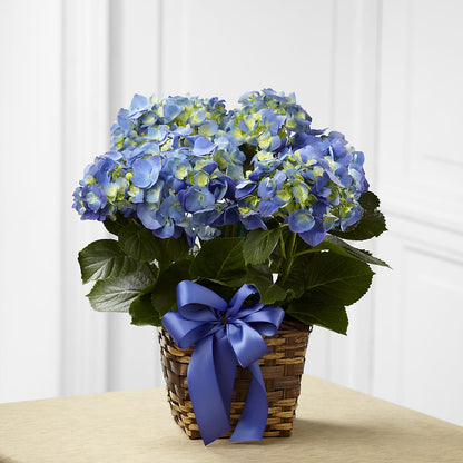 Blue Hydrangea Planter –  Akd Florist, Santa Maria CA