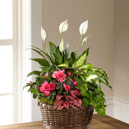 Dream in Pink Dishgarden –  Akd Florist, Santa Maria CA