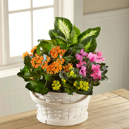 Color Crush Dishgarden –  Akd Florist, Santa Maria CA