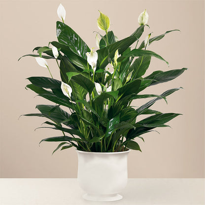Comfort Planter –  Akd Florist, Santa Maria CA