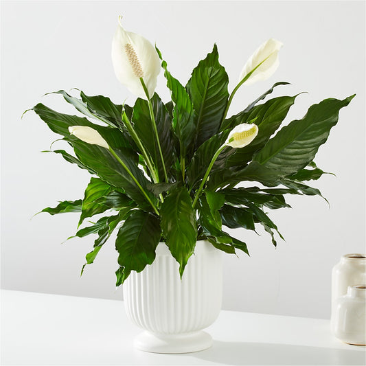 Comfort Planter –  Akd Florist, Santa Maria CA