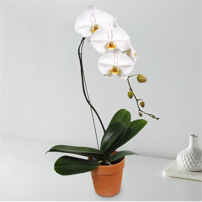 White Cascading Orchid –  Akd Florist, Santa Maria CA