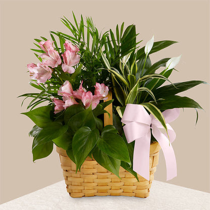 Living Spirit Dishgarden –  Akd Florist, Santa Maria CA
