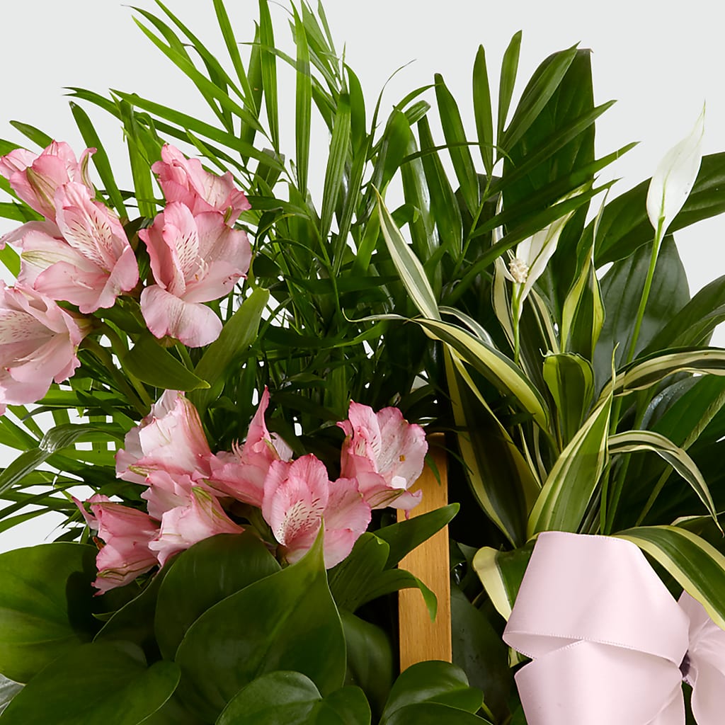 Living Spirit Dishgarden –  Akd Florist, Santa Maria CA
