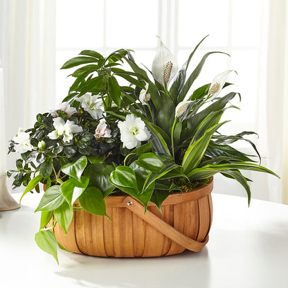 Serene Dishgarden –  Akd Florist, Santa Maria CA