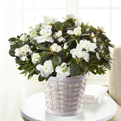 White Azalea Plant –  Akd Florist, Santa Maria CA