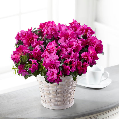 Hope & Serenity Azalea Plant –  Akd Florist, Santa Maria CA