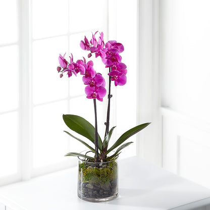 Pink Orchid Plant –  Akd Florist, Santa Maria CA