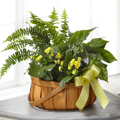 Always Dear Dishgarden –  Akd Florist, Santa Maria CA