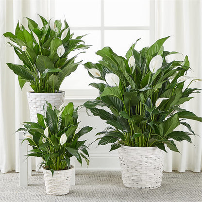 A New Leaf Peace Lily –  Akd Florist, Santa Maria CA