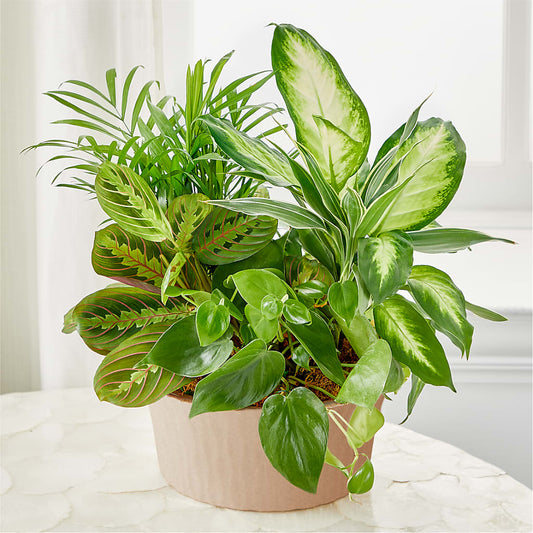 Balance & Harmony Dishgarden –  Akd Florist, Santa Maria CA