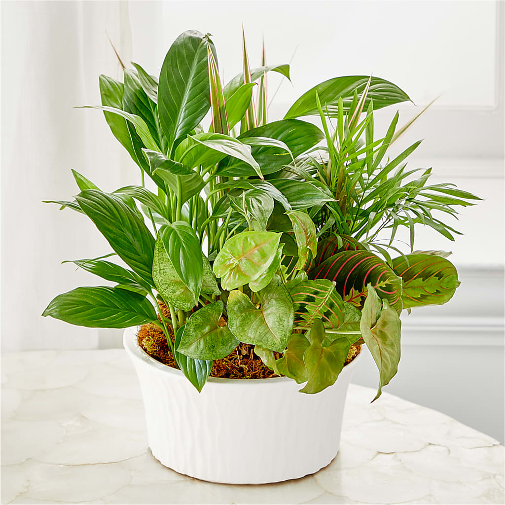 Balance & Harmony Dishgarden –  Akd Florist, Santa Maria CA