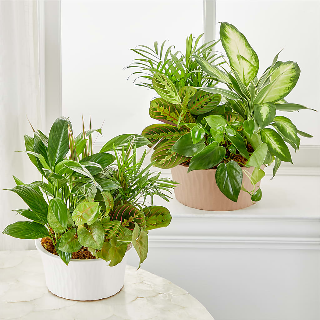 Balance & Harmony Dishgarden –  Akd Florist, Santa Maria CA