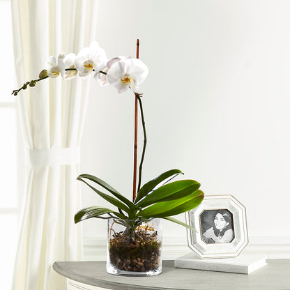 White Orchid Planter –  Akd Florist, Santa Maria CA