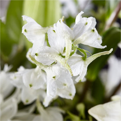 Classic Ivory – A Florist Original –  Akd Florist, Santa Maria CA